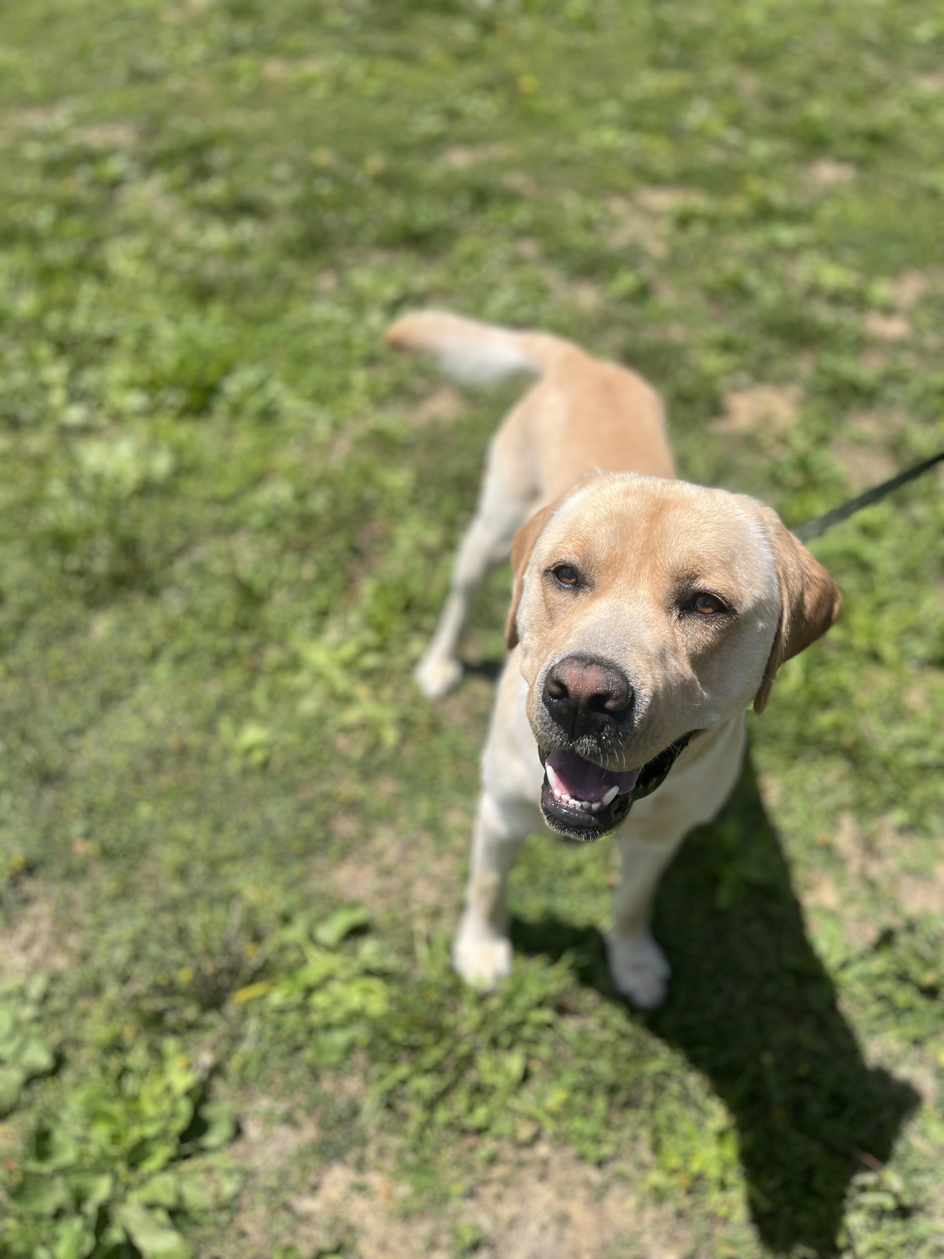 Sam, adopted, Young Male Labrador Retriever.