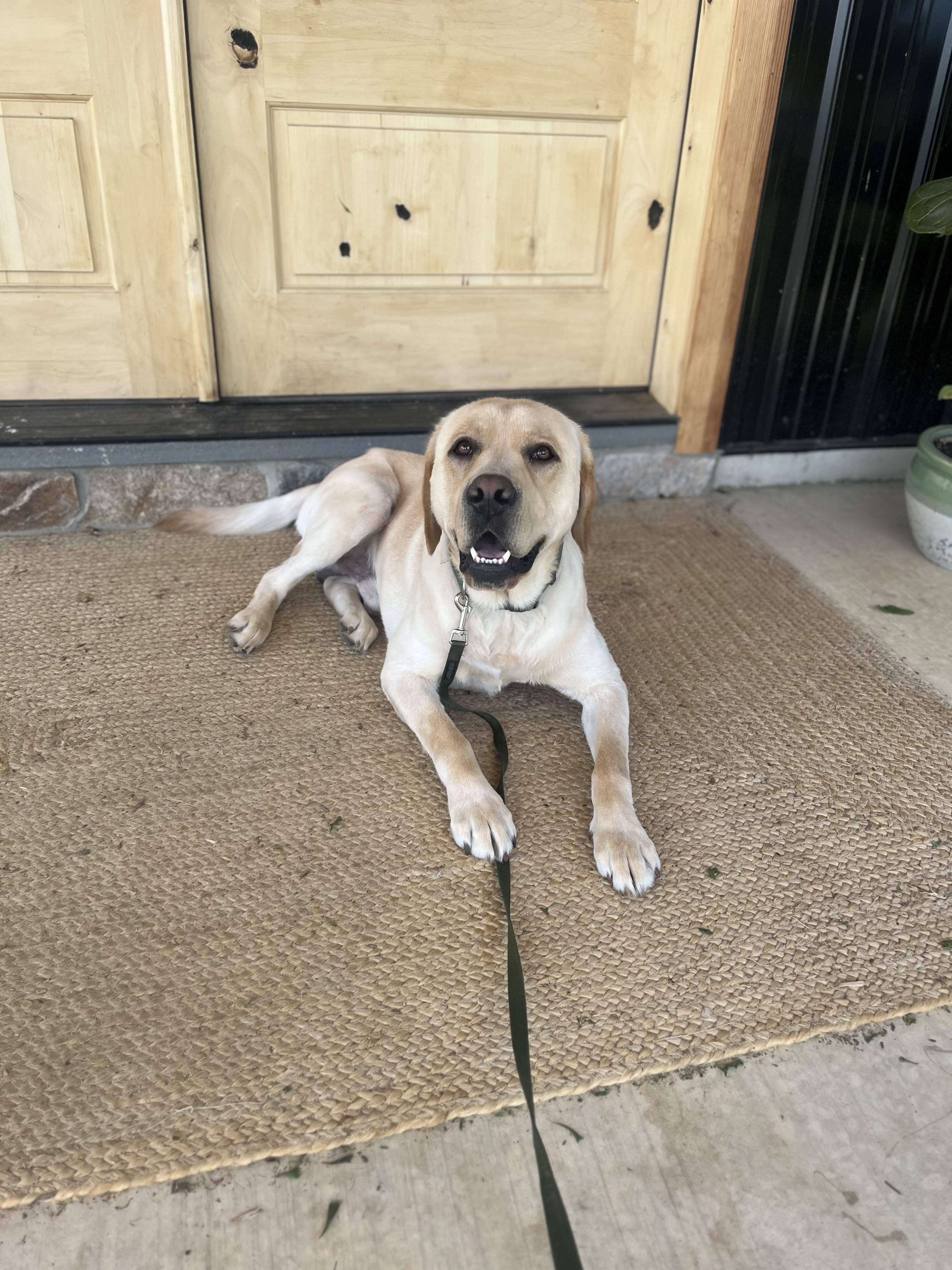 Sam, an adopted Labrador Retriever in Kutztown, PA image 5/6