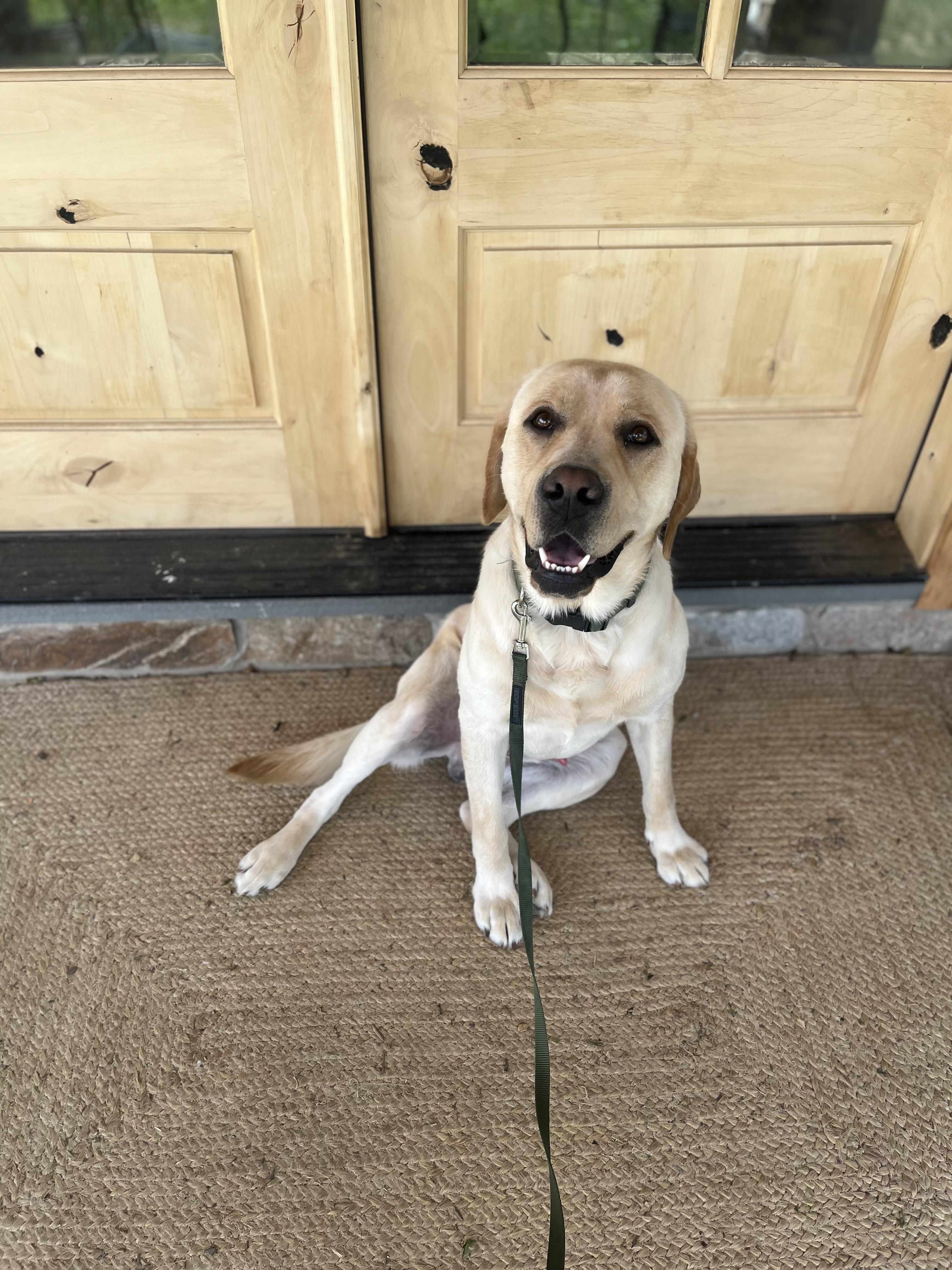 Sam, an adopted Labrador Retriever in Kutztown, PA image 4/6