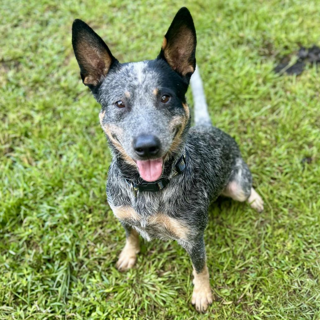 Enlarge Target, a Adoptable Australian Cattle Dog / Blue Heeler in Newport, NC image 1/6