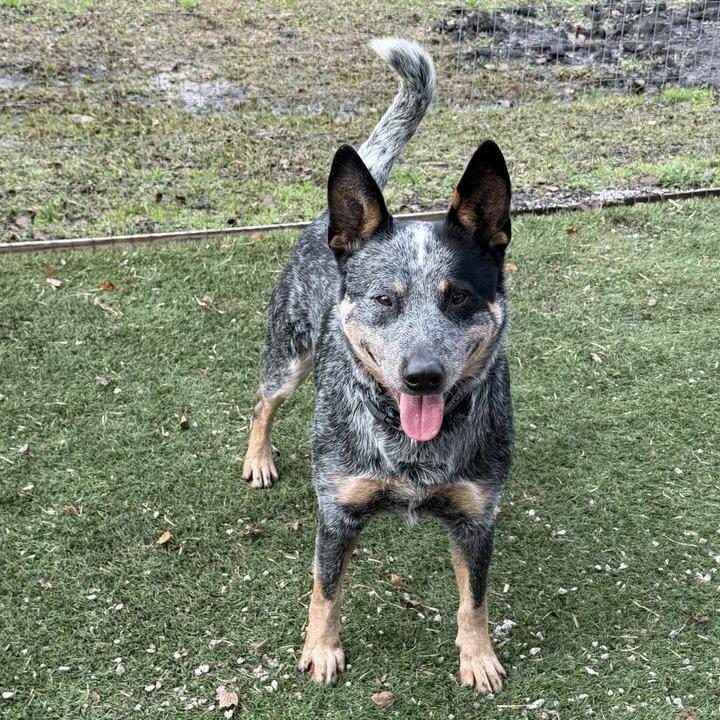 Enlarge Target, a Adoptable Australian Cattle Dog / Blue Heeler in Newport, NC image 2/6