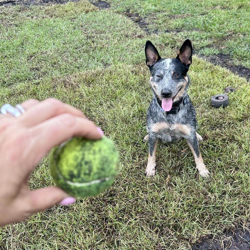 Enlarge Target, a Adoptable Australian Cattle Dog / Blue Heeler in Newport, NC image 5/6