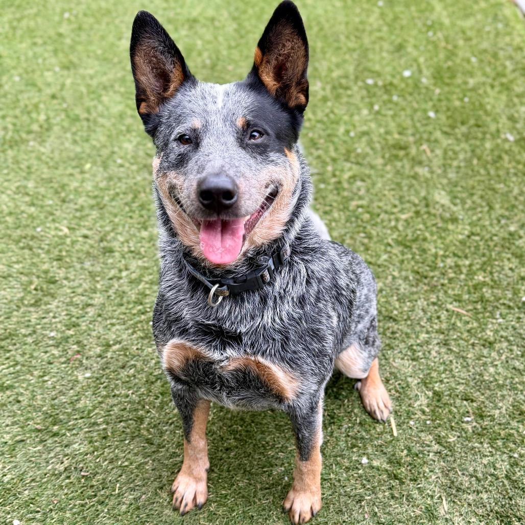 Enlarge Target, a Adoptable Australian Cattle Dog / Blue Heeler in Newport, NC image 5/6