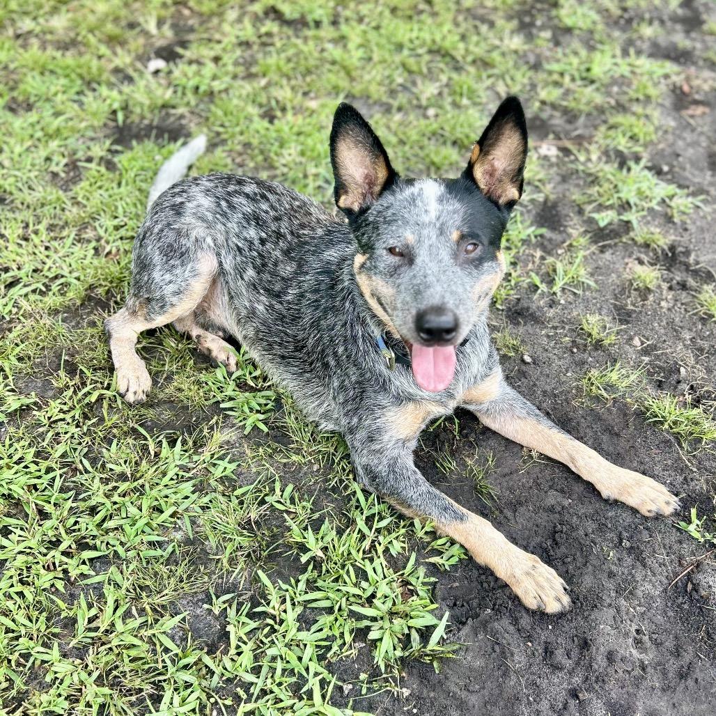 Enlarge Target, a Adoptable Australian Cattle Dog / Blue Heeler in Newport, NC image 6/6