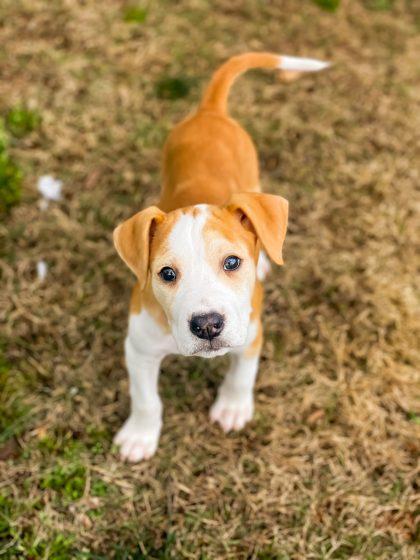 Nova, Adoptable, Puppy Male Mixed Breed & Mixed Breed.