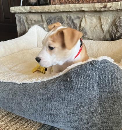 Enlarge Nova, a Adoptable mixed breed in Cumming, GA image 2/3