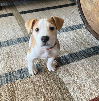 Enlarge Nova, a Adoptable mixed breed in Cumming, GA image 3/3