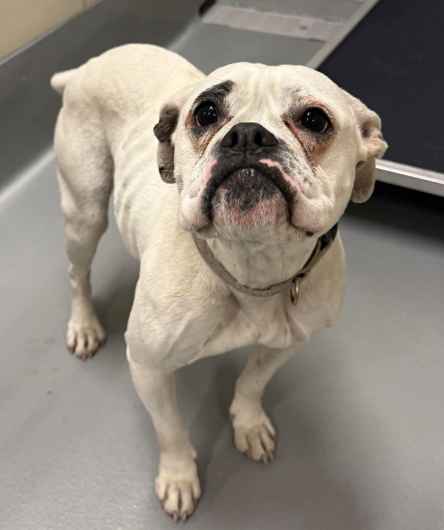 LIVVY, ADOPTABLE, Adult Female Boxer.