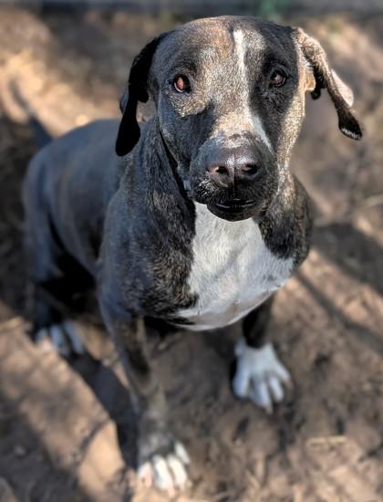 Cookie, Adoptable, Adult Female Mixed Breed & Mixed Breed.