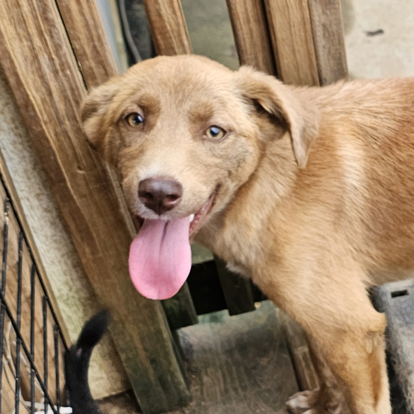 Edith, Young Female Catahoula Leopard Dog