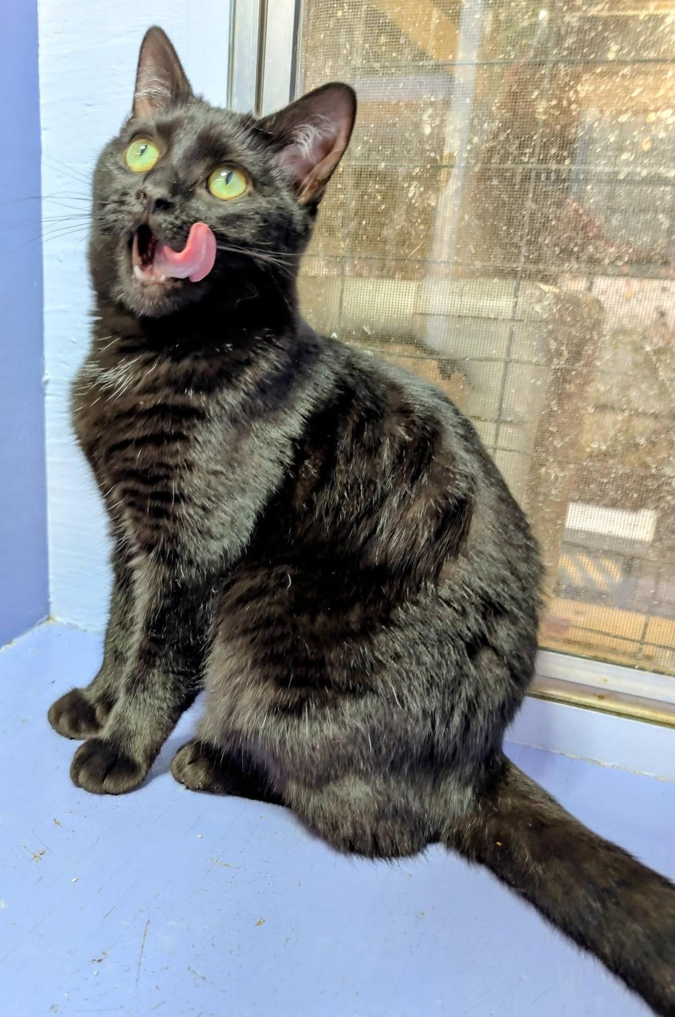 Enlarge Aliyah, a Adoptable Domestic Short Hair in Savannah, GA image 1/4