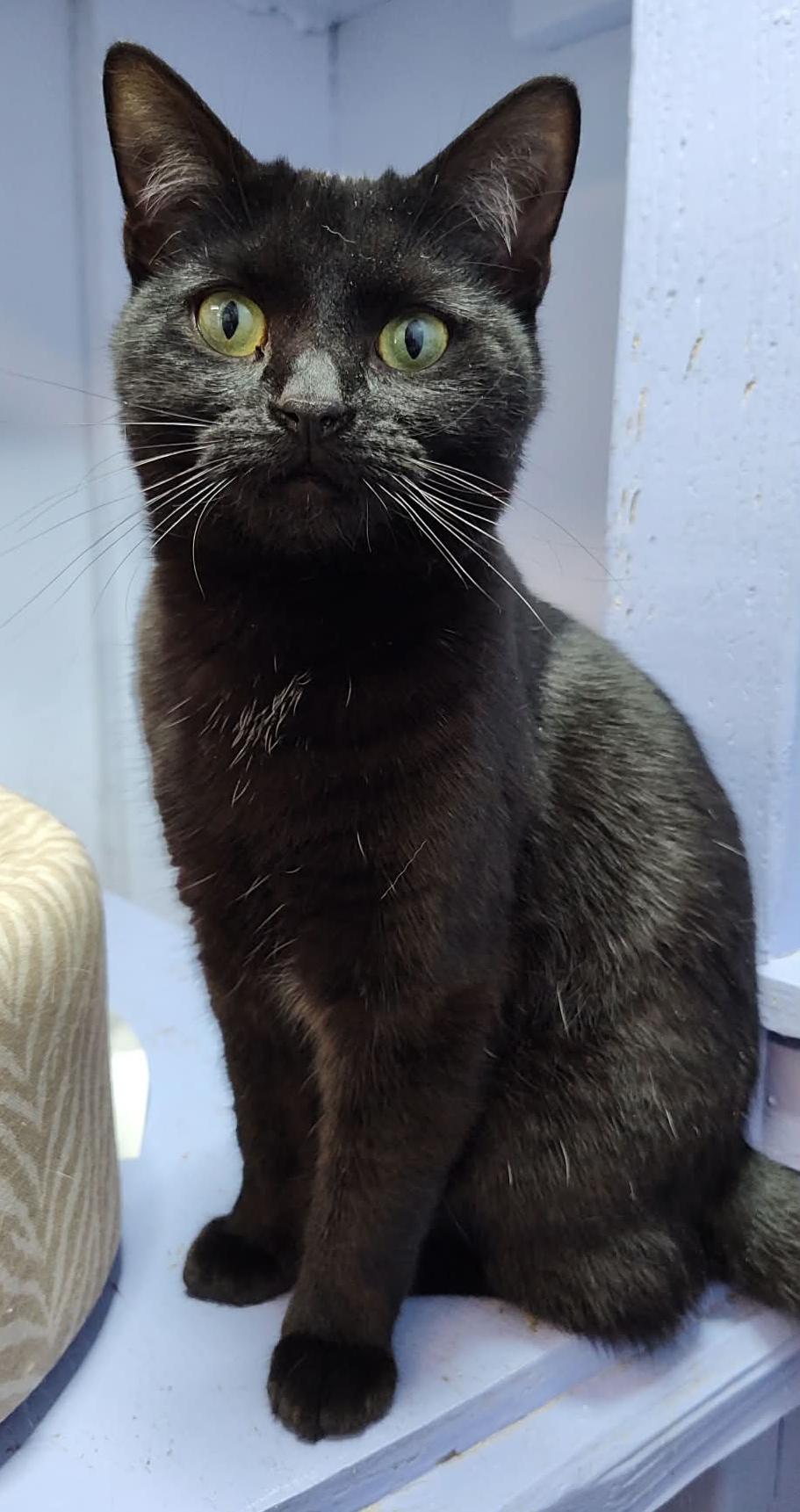 Enlarge Aliyah, a Adoptable Domestic Short Hair in Savannah, GA image 2/4