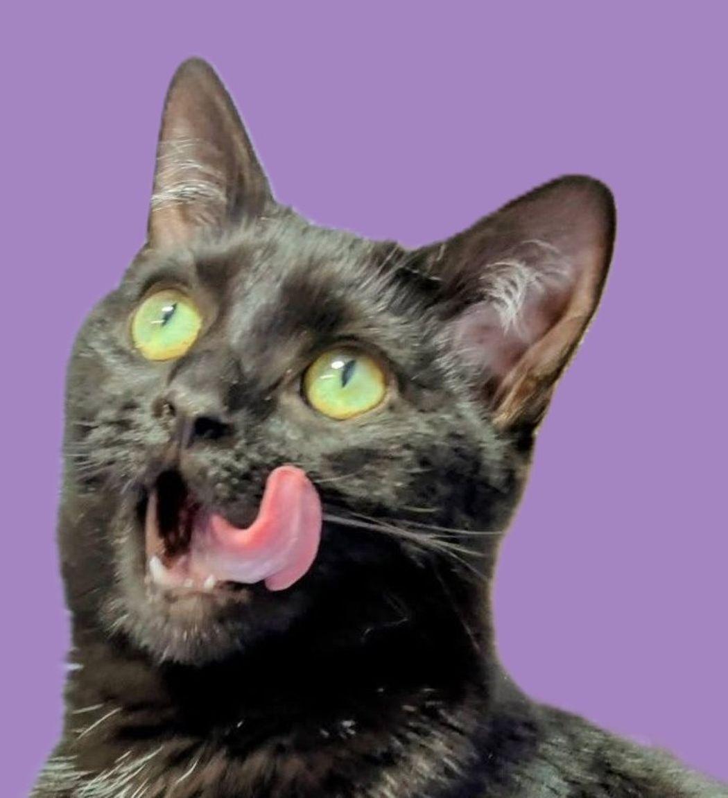 Aliyah, Adoptable, Kitten Female Domestic Short Hair.