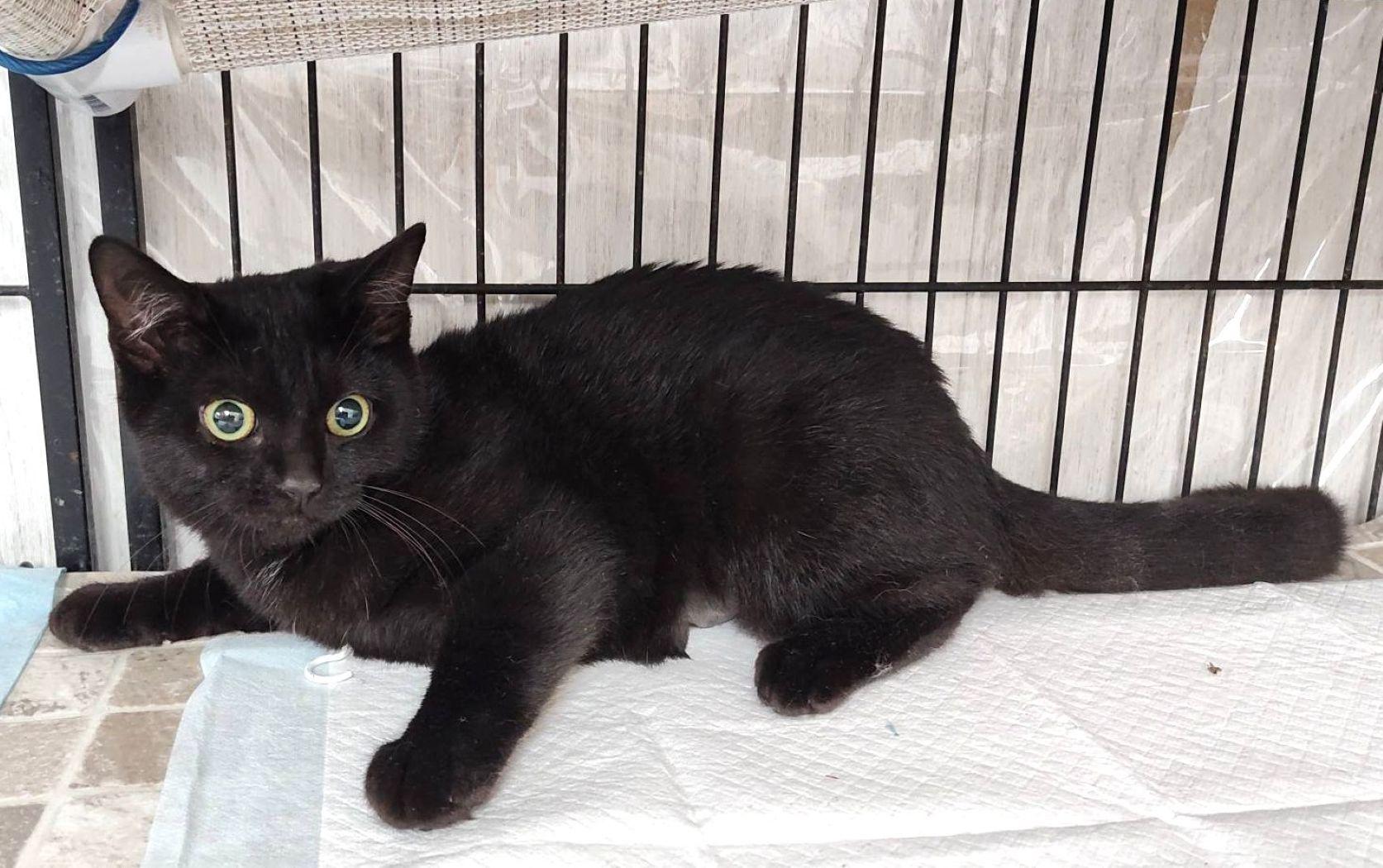 Enlarge Aliyah, a Adoptable Domestic Short Hair in Savannah, GA image 4/4