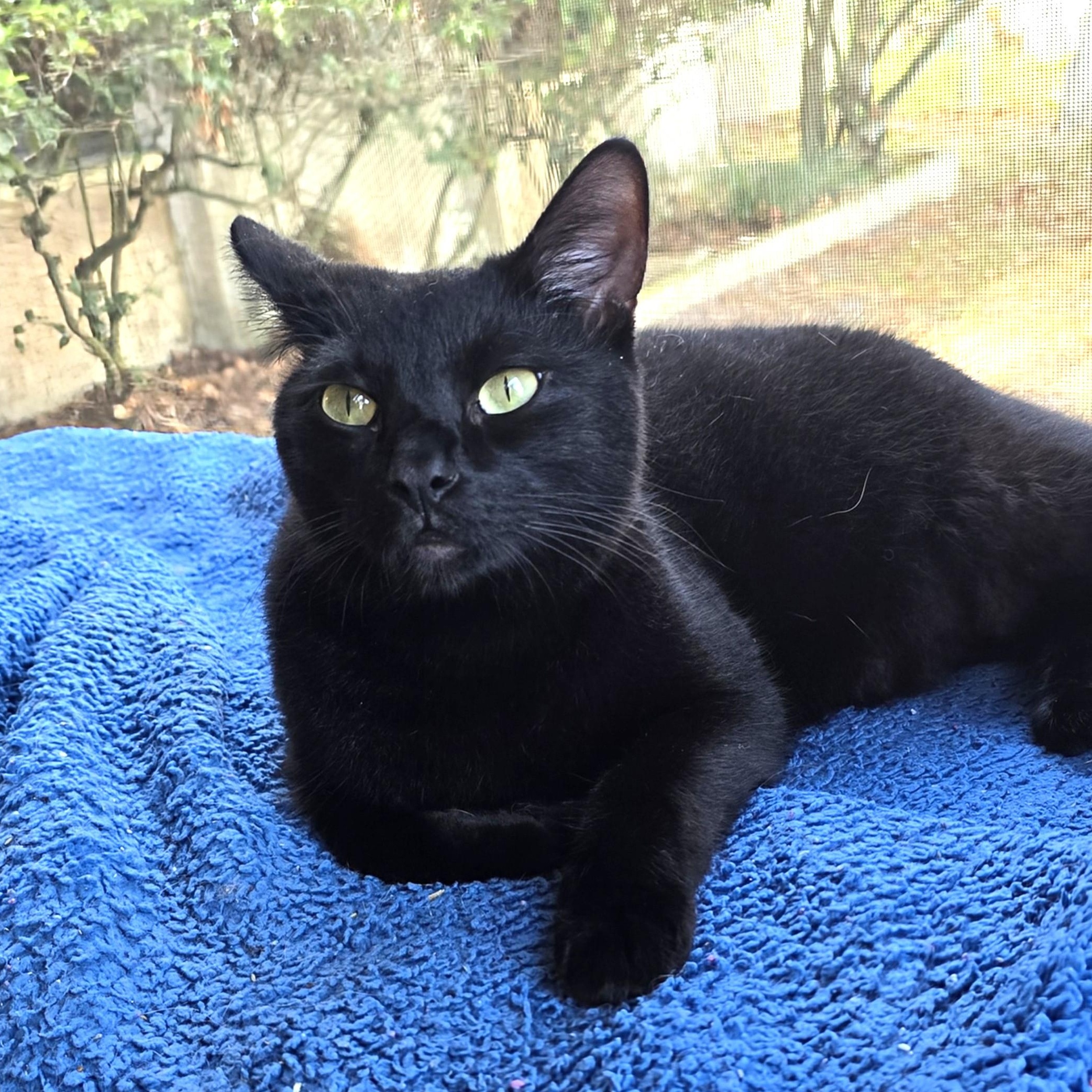 Enlarge Bear, a Adoptable Domestic Short Hair in New Port Richey, FL image 1/3