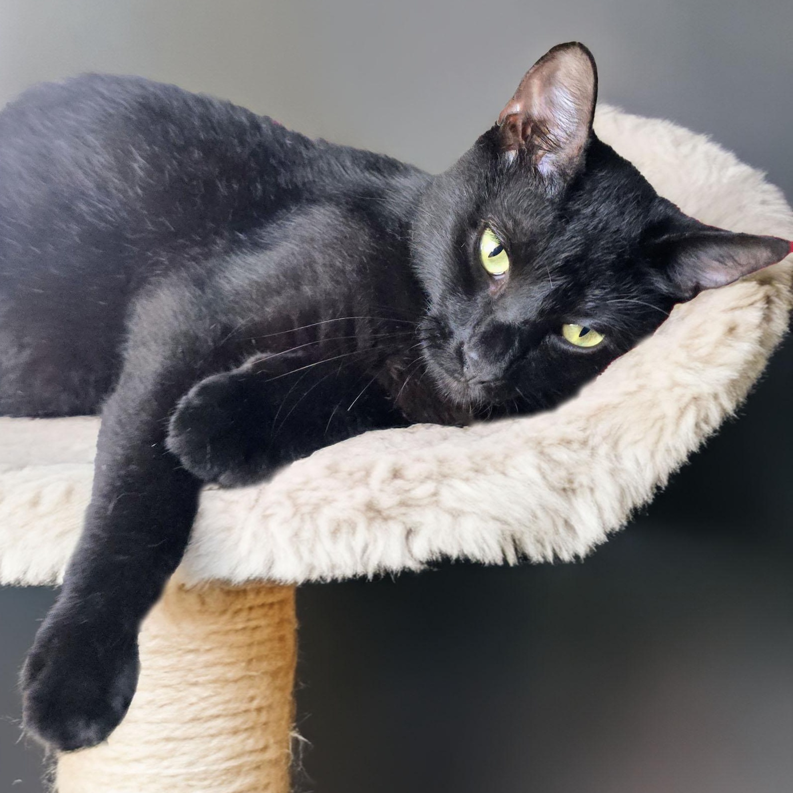 Enlarge Bear, a Adoptable Domestic Short Hair in New Port Richey, FL image 3/3