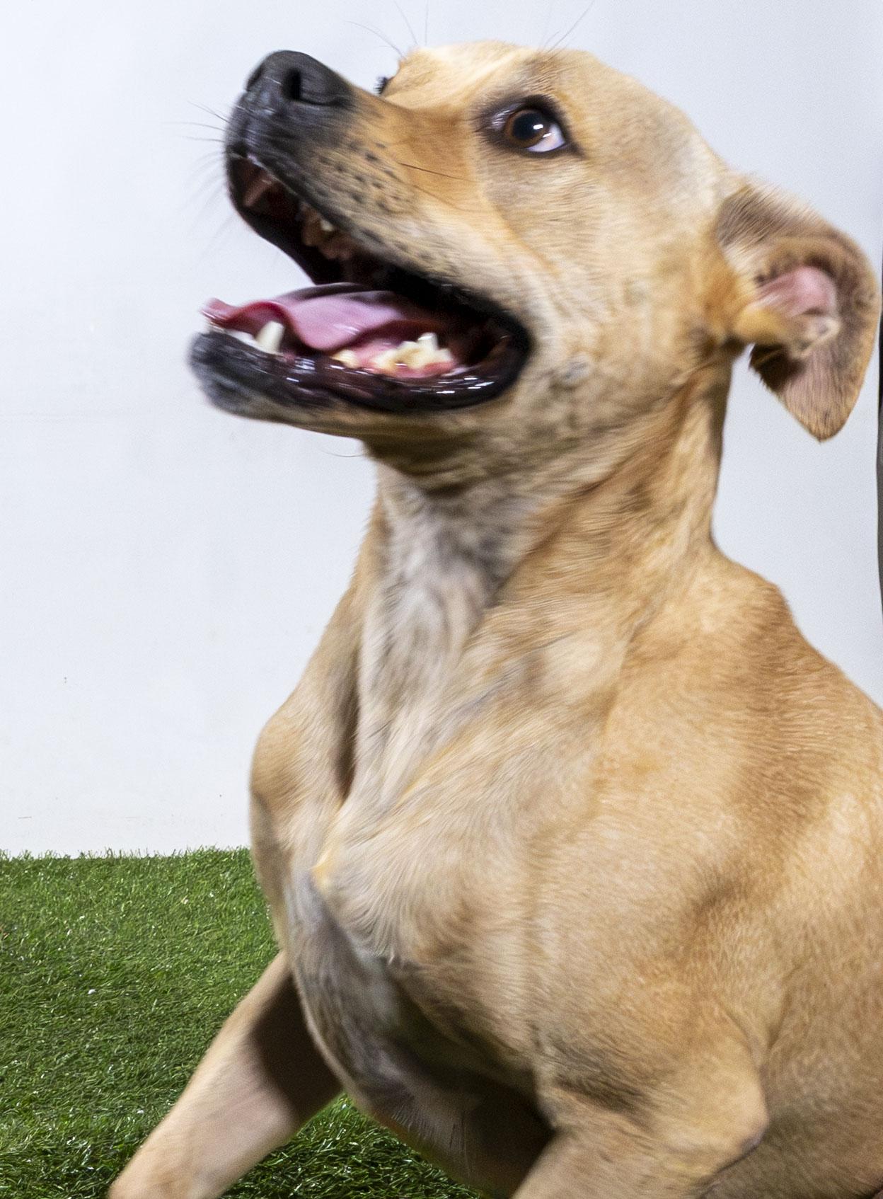 Enlarge Dennis, a Adoptable Pit Bull Terrier in Harvey , LA image 2/4