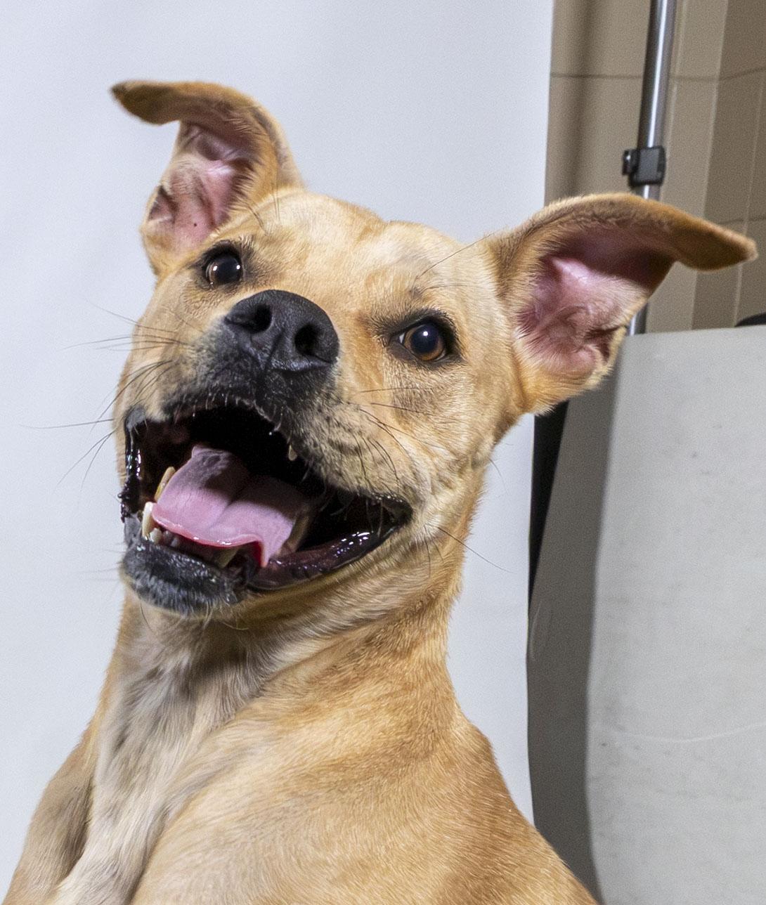 Enlarge Dennis, a Adoptable Pit Bull Terrier in Harvey , LA image 3/4