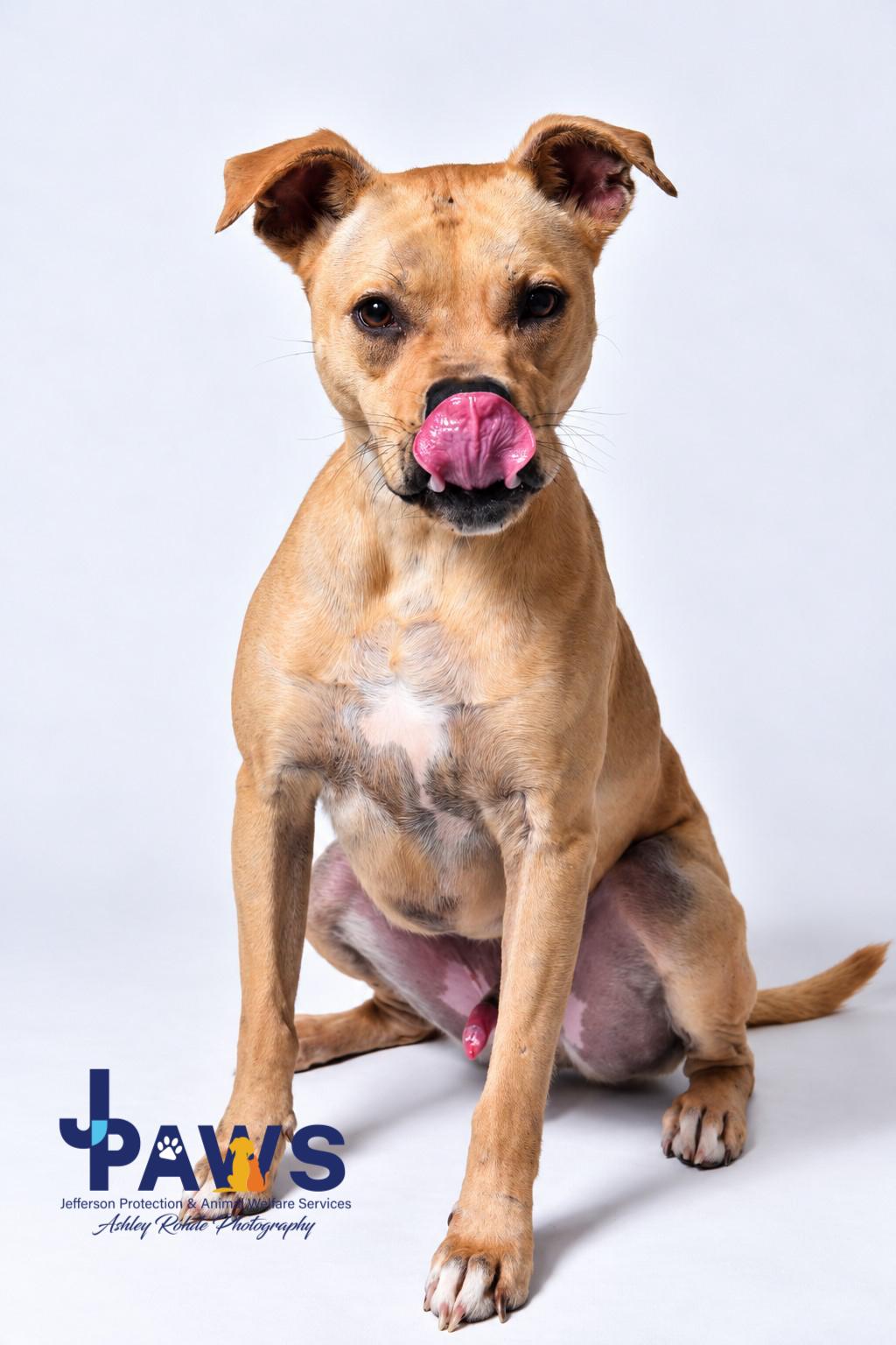 Enlarge Dennis, a Adoptable Pit Bull Terrier in Harvey , LA image 4/4