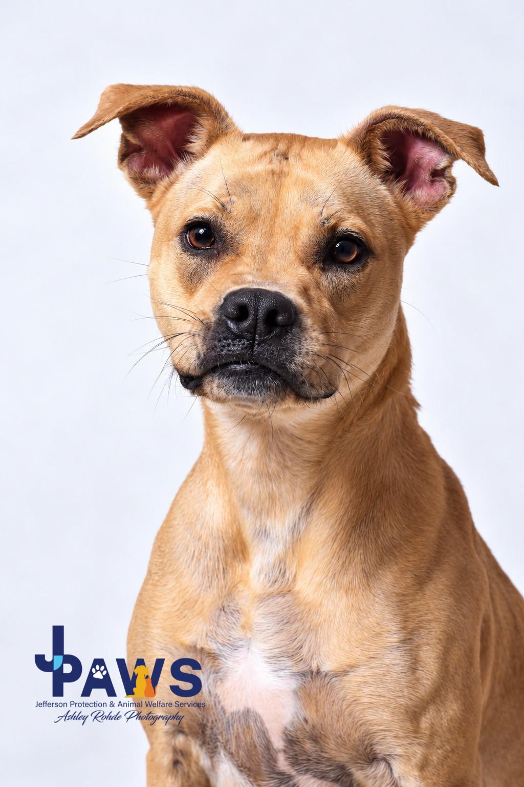 Dennis, Adoptable, Adult Male Pit Bull Terrier.