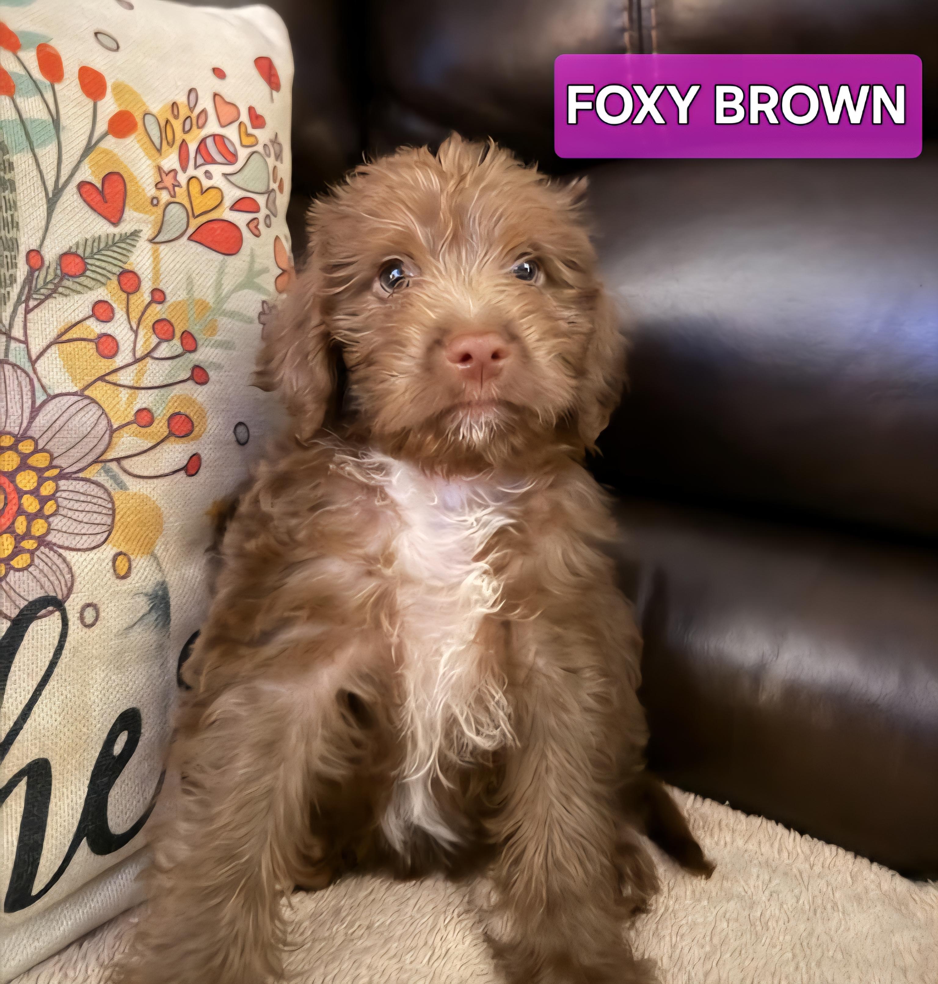 Foxy Brown