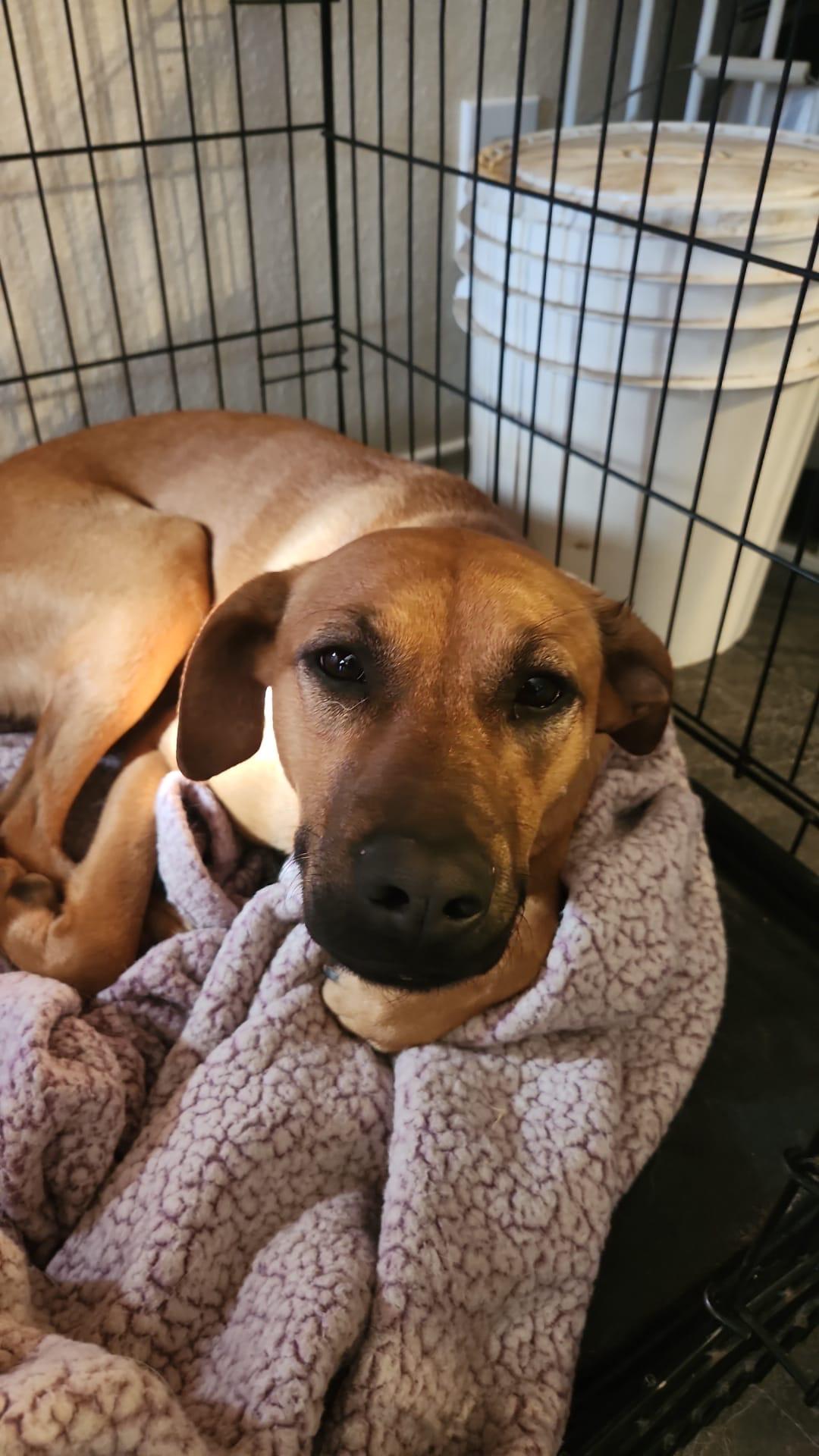 Ria, Adoptable, Adult Female Shepherd.