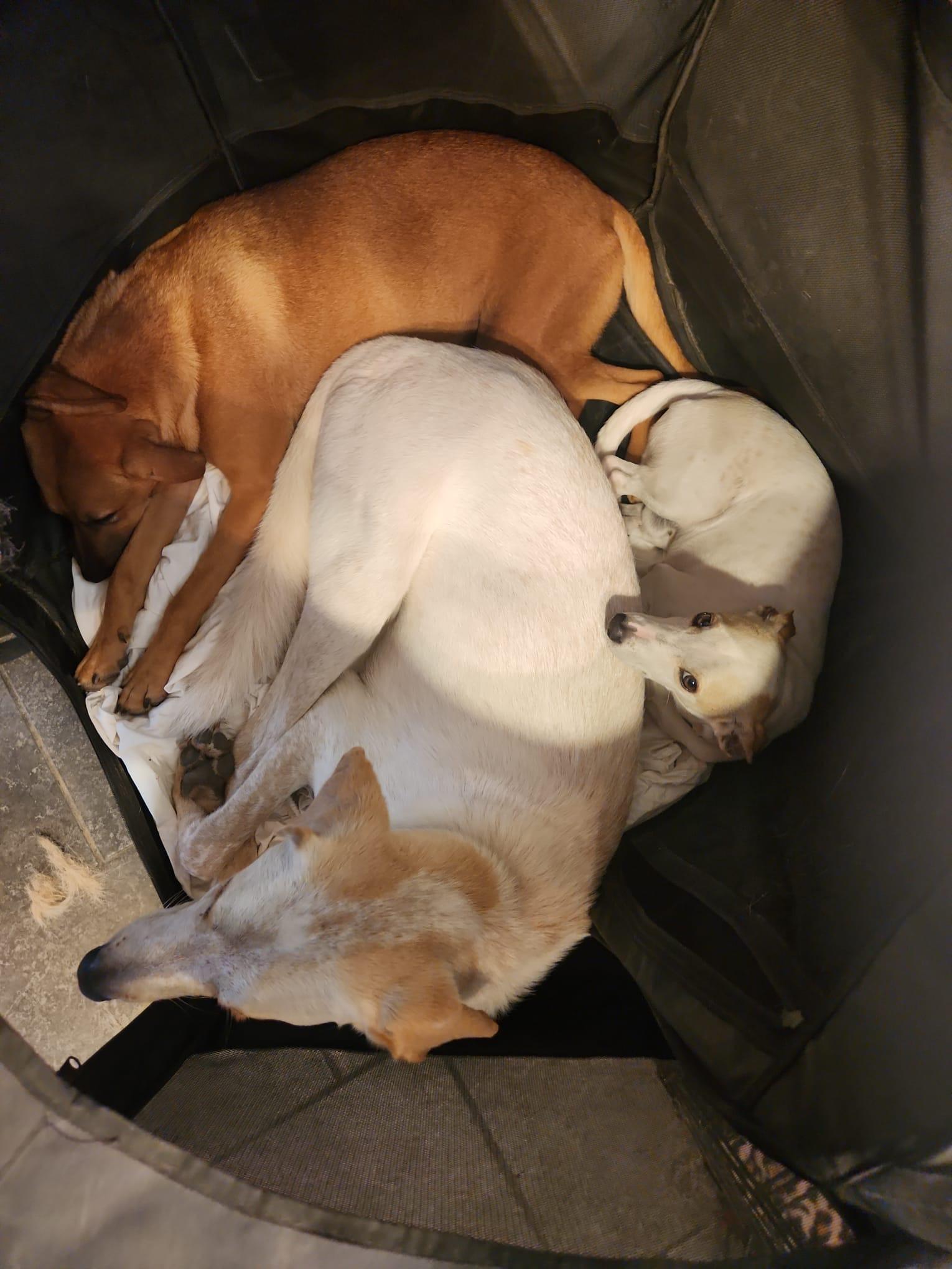 Enlarge Ria, a Adoptable mixed breed in San Antonio, TX image 2/4