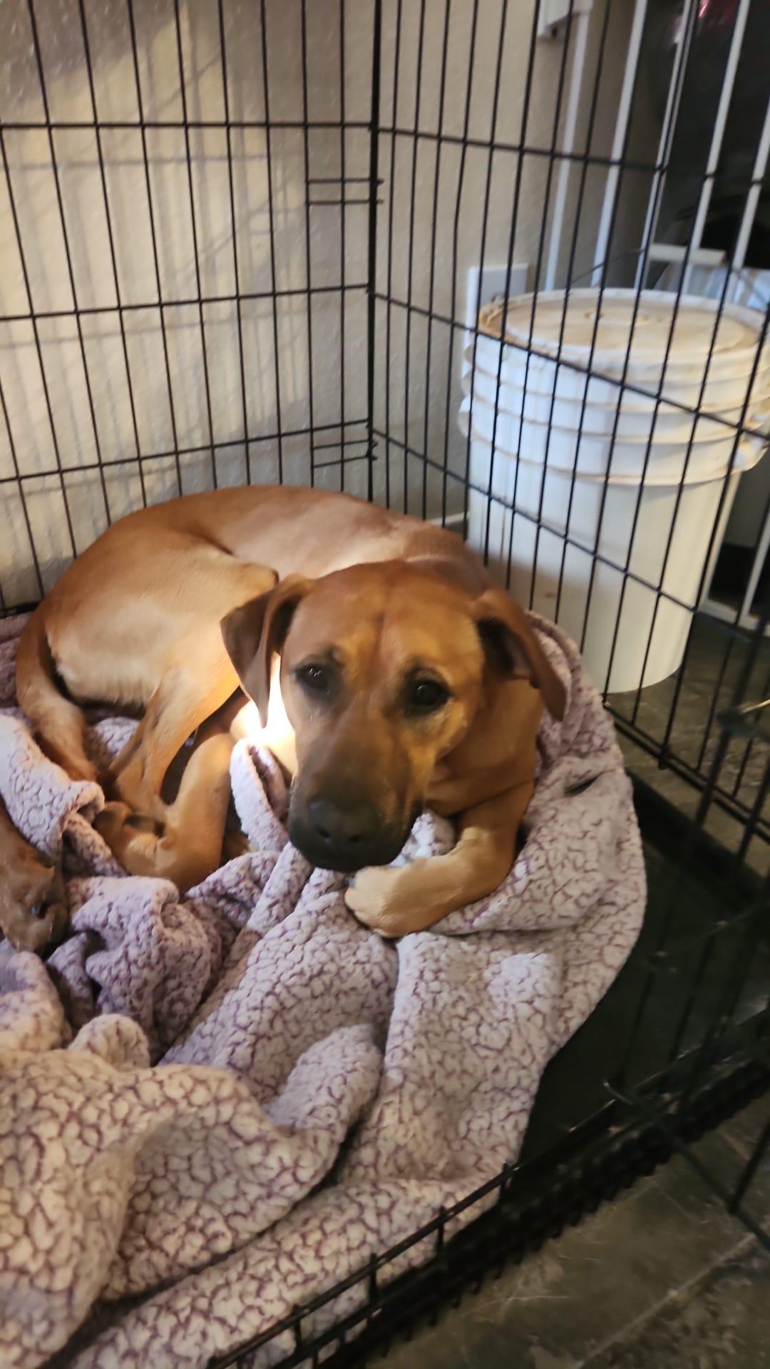 Enlarge Ria, a Adoptable mixed breed in San Antonio, TX image 3/4