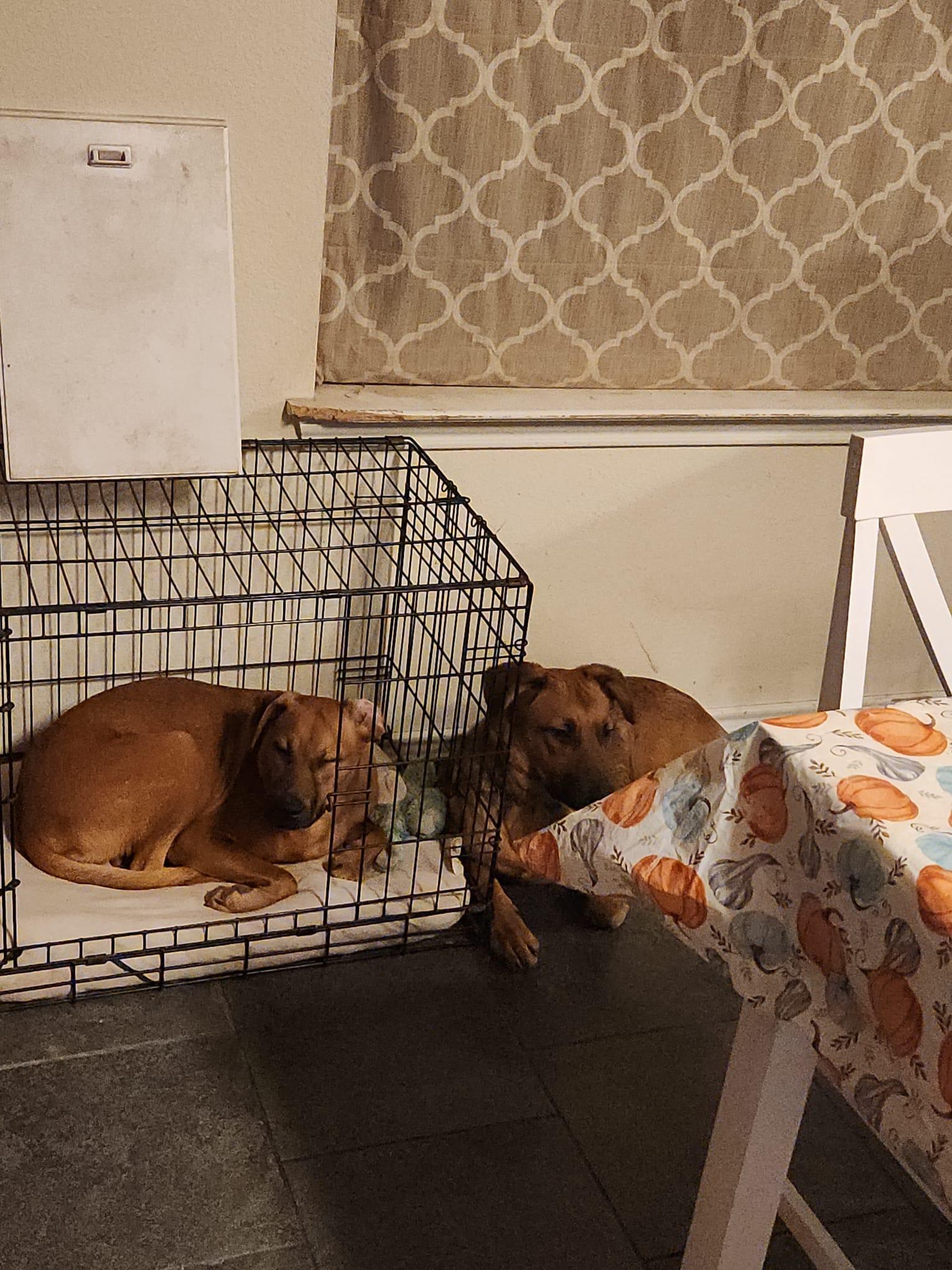 Enlarge Ria, a Adoptable mixed breed in San Antonio, TX image 4/4