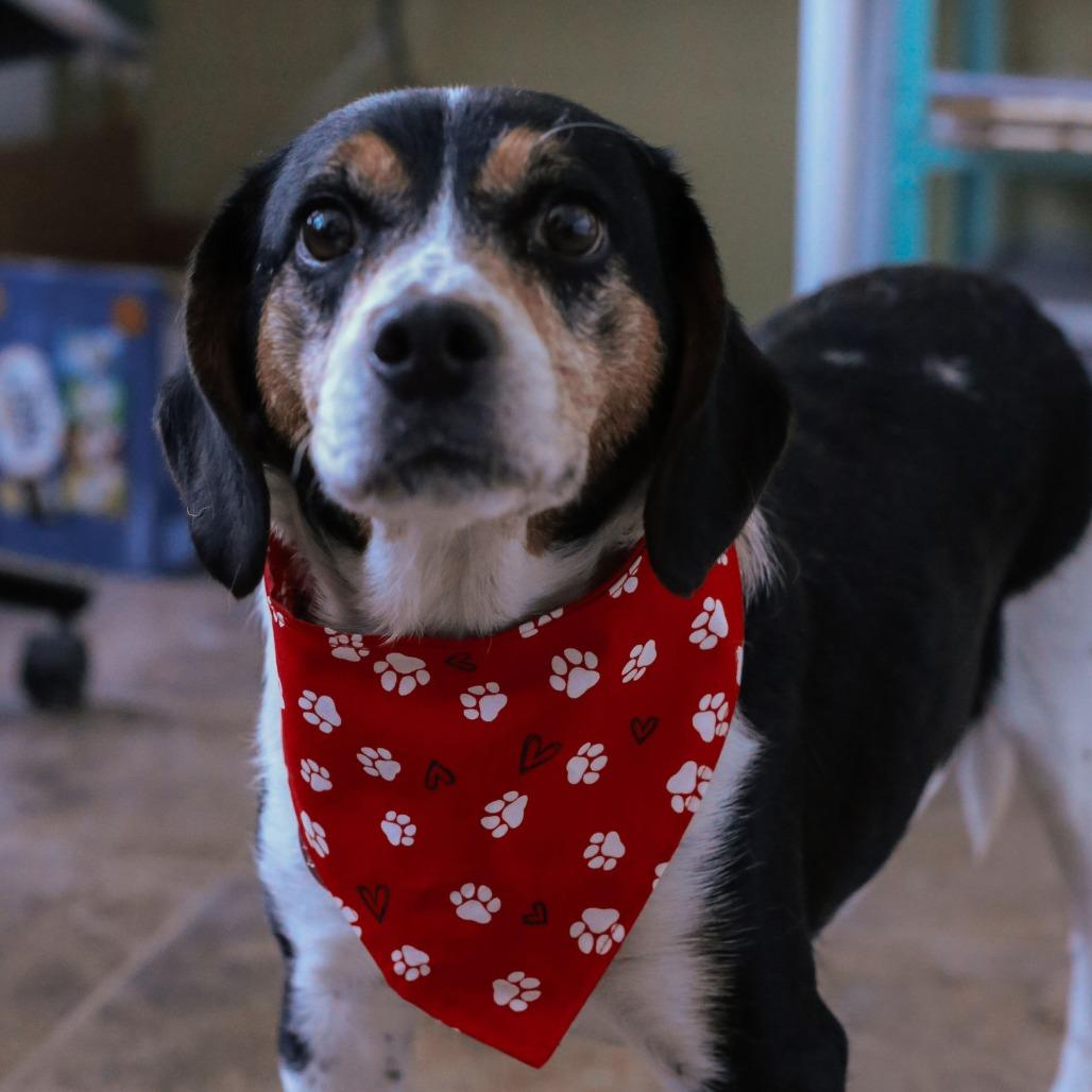 Wisp, Adoptable, Adult Female Beagle.