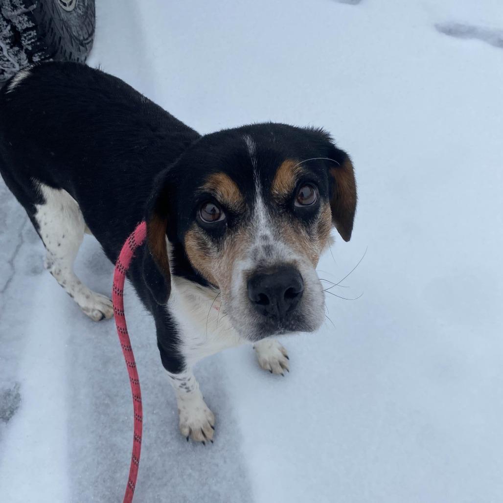 Enlarge Wisp, a Adoptable Beagle in Gloucester, VA image 2/3