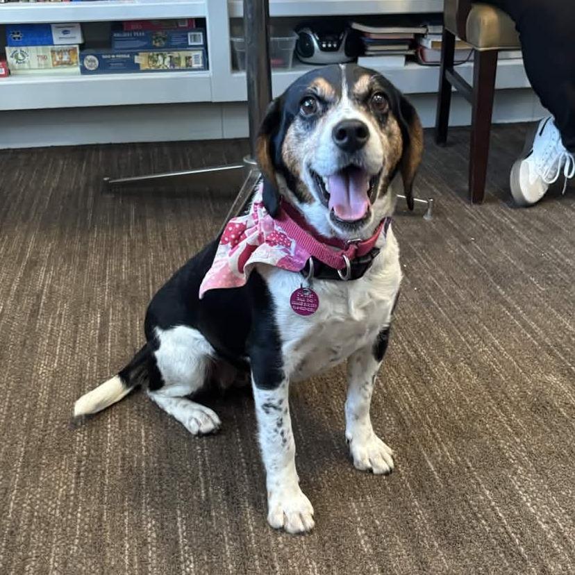 Enlarge Wisp, a Adoptable Beagle in Gloucester, VA image 3/3