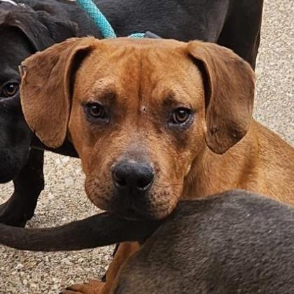 Scooby, Adoptable, Adult Male Terrier & Mixed Breed.