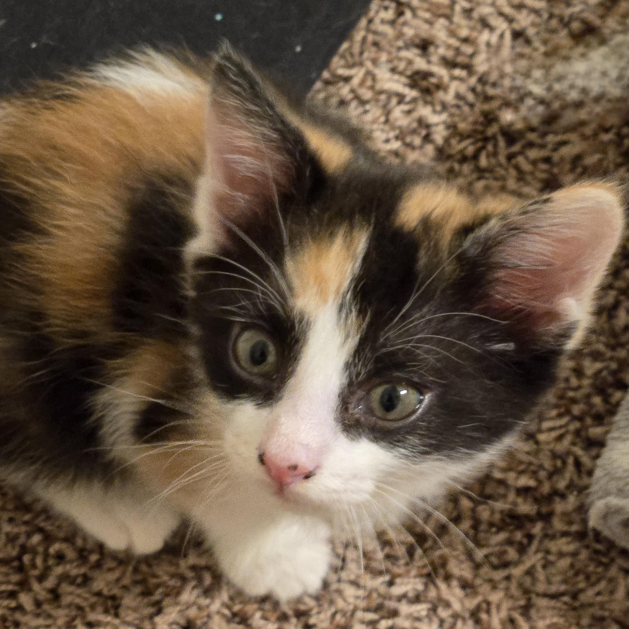 Mia, an adoptable Calico, American Bobtail in Calumet, MI, 49913 | Photo Image 1