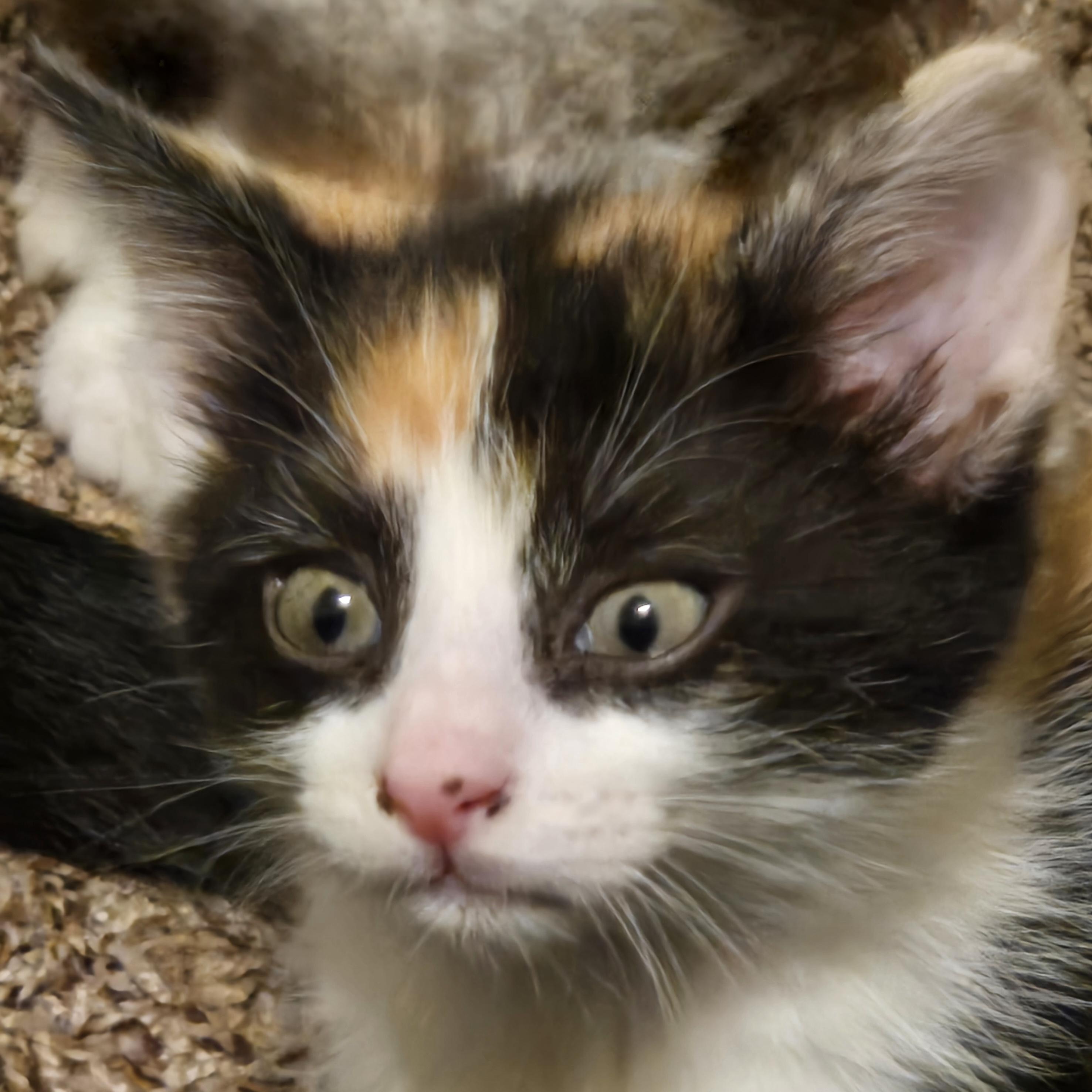 Mia, an adoptable Calico, American Bobtail in Calumet, MI, 49913 | Photo Image 3