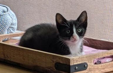 Sprinkles, Adoptable, Kitten Female Tuxedo.