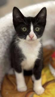 Sprinkles, a Adoptable mixed breed image 2/4