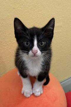 Sprinkles, a Adoptable mixed breed image 3/4