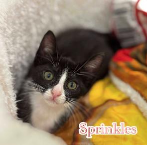 Sprinkles, a Adoptable mixed breed image 4/4