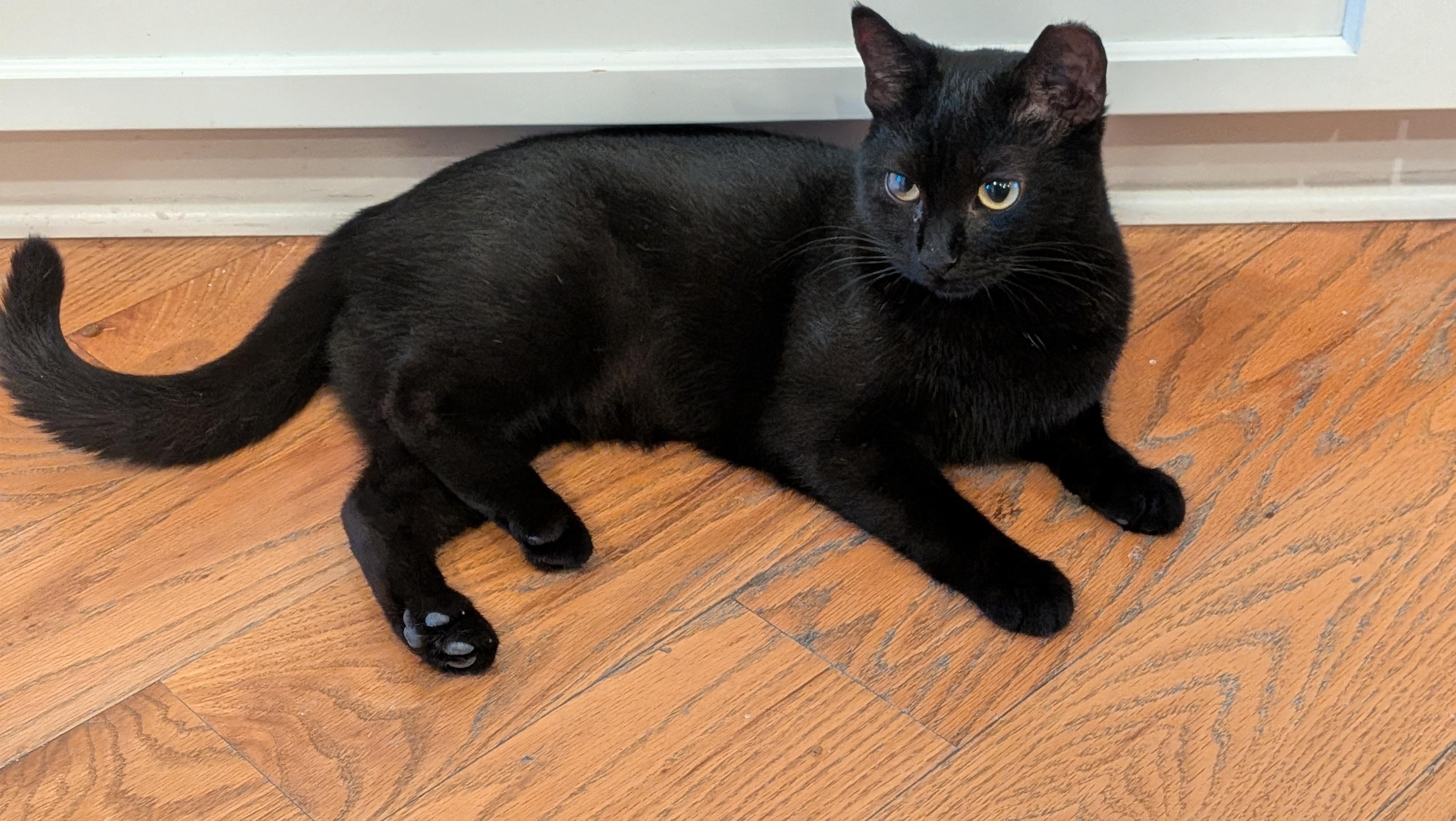 Lovey, adopted, Adult Female Bombay.