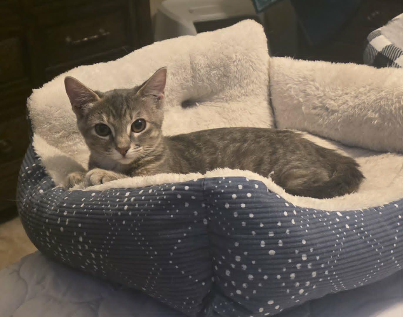 Cinder, Adoptable, Young Female Domestic Short Hair.