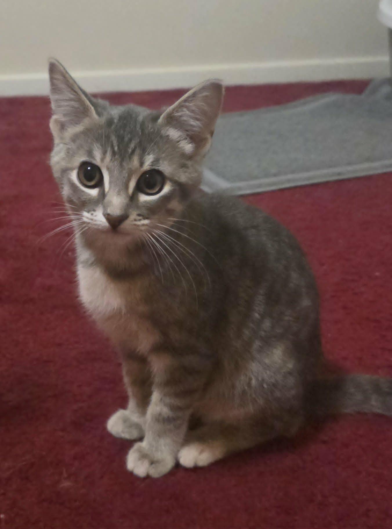Enlarge Cinder, a Adoptable Domestic Short Hair in Mansfield, TX image 2/2