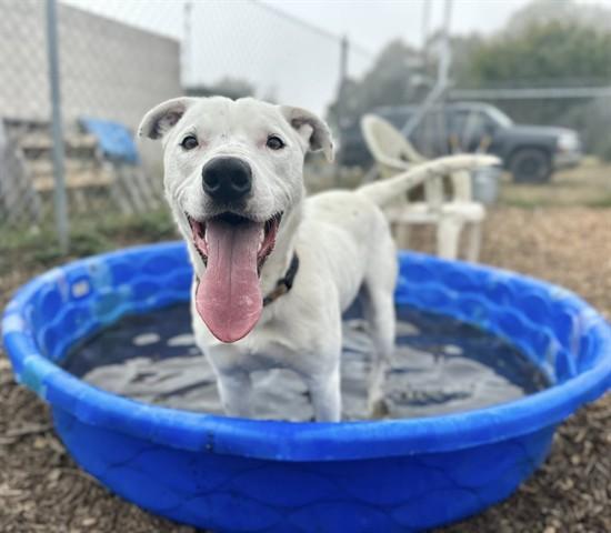 ZIPPY, Adoptable, Young Male Pit Bull Terrier & Mixed Breed.