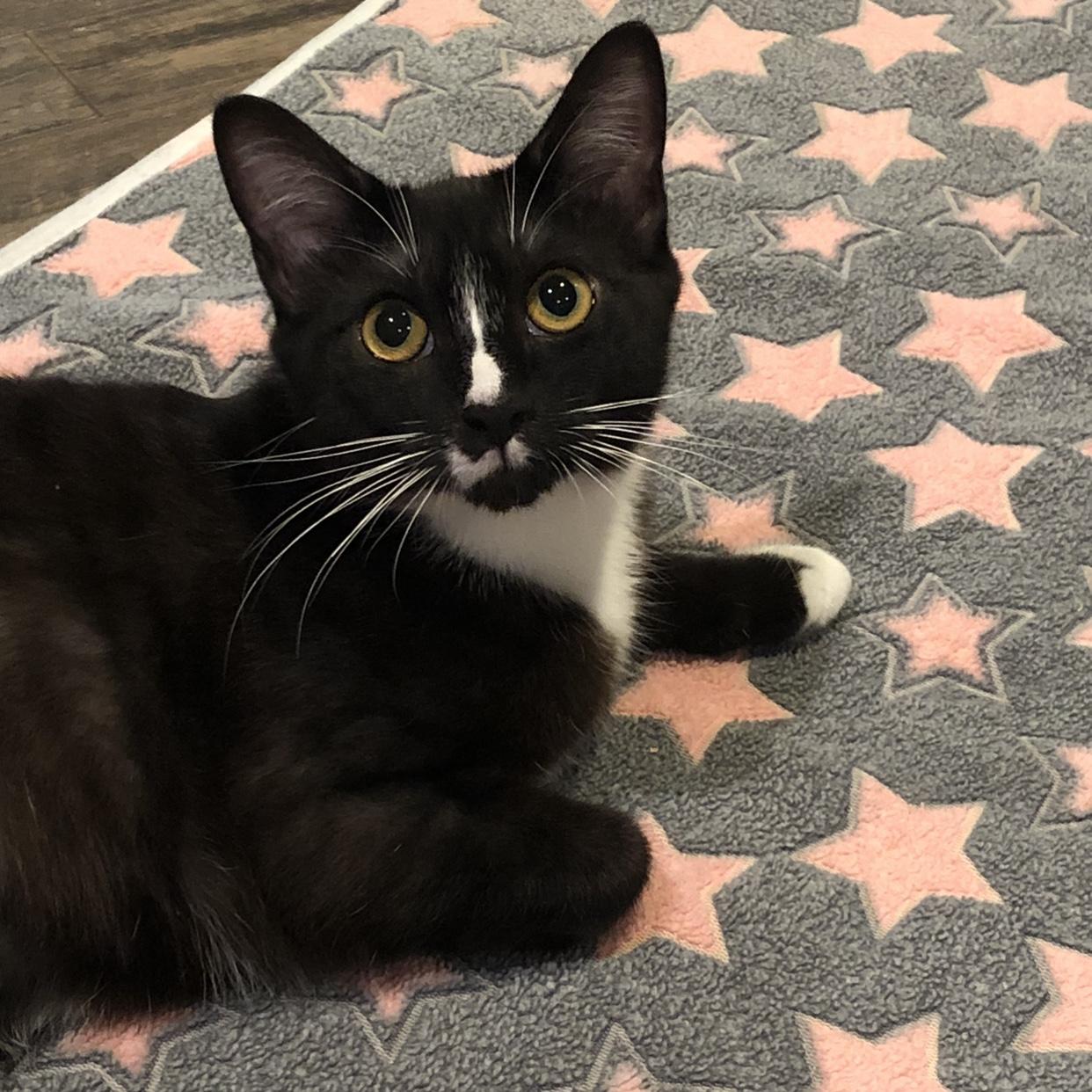Lucy, Adoptable, Young Female Domestic Short Hair.