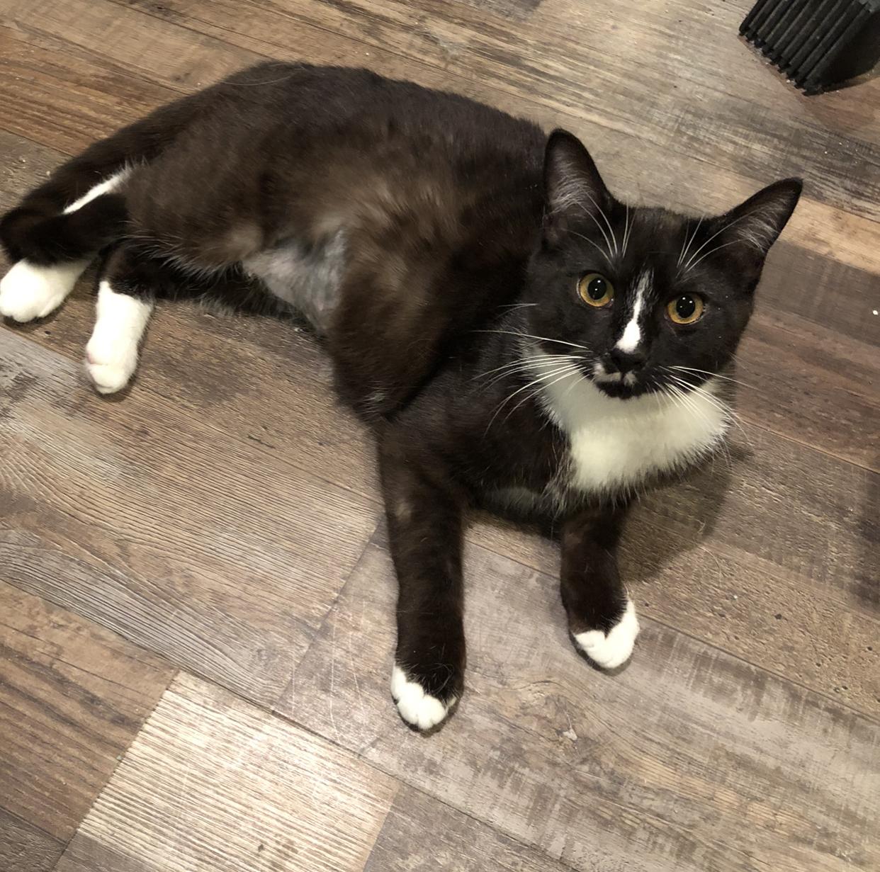 Enlarge Lucy, a Adoptable Domestic Short Hair in Puyallup, WA image 1/6