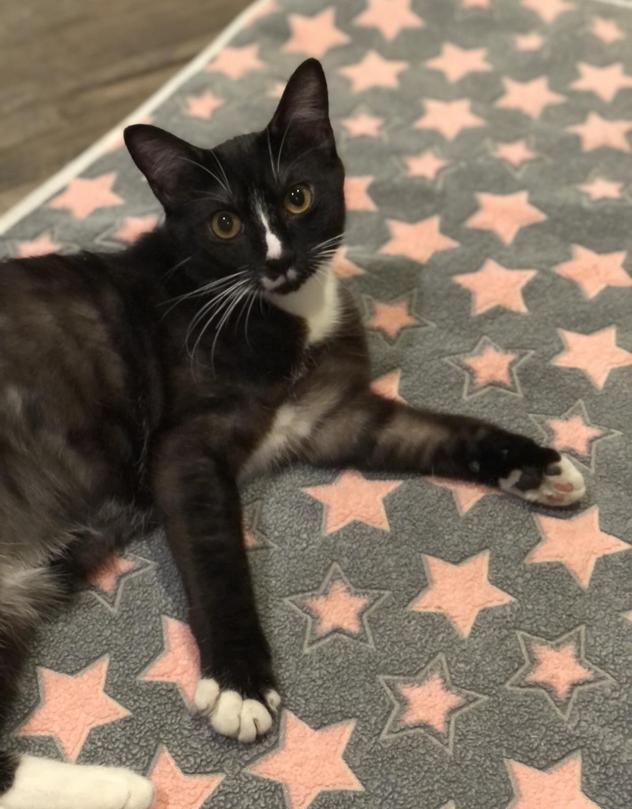 Enlarge Lucy, a Adoptable Domestic Short Hair in Puyallup, WA image 2/6