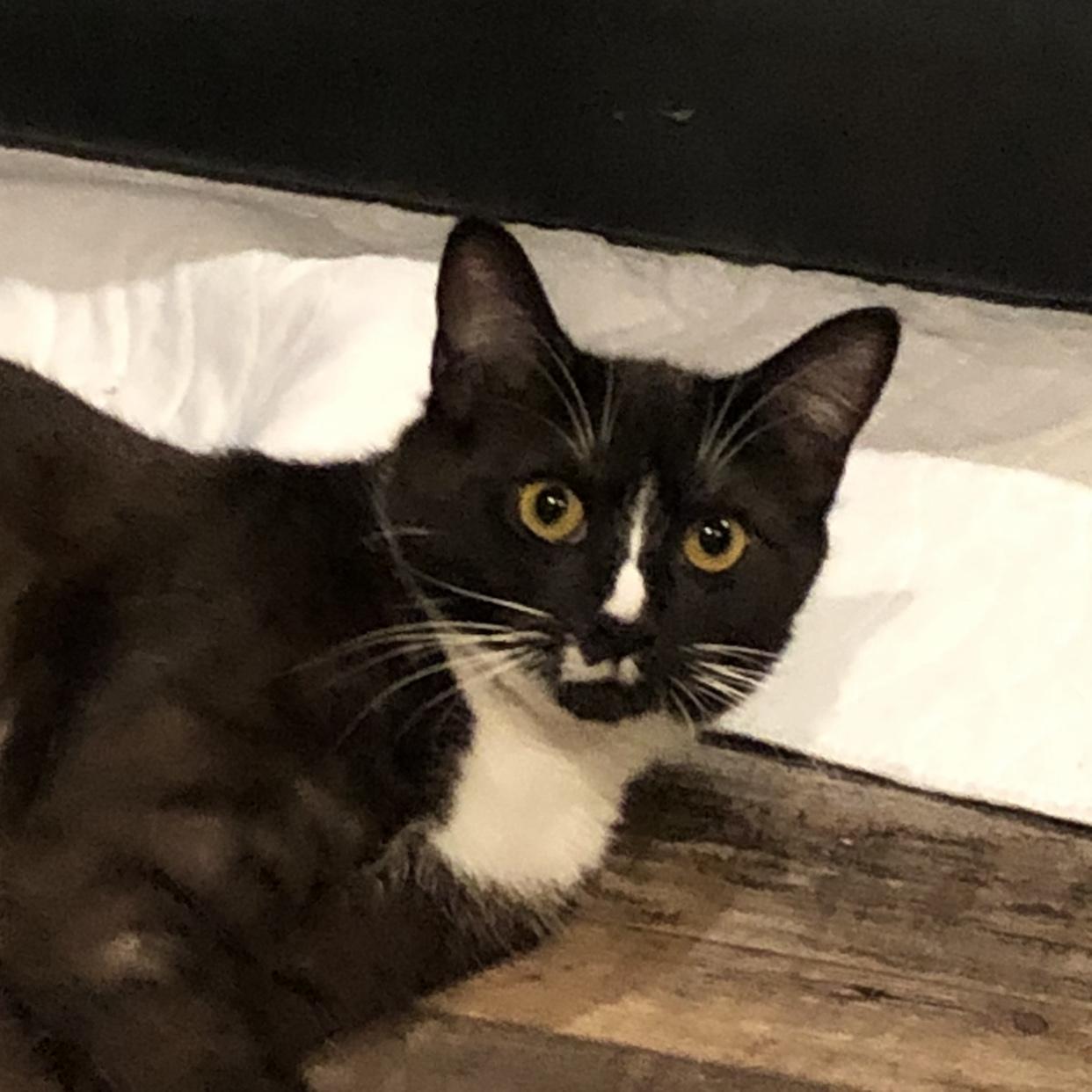 Enlarge Lucy, a Adoptable Domestic Short Hair in Puyallup, WA image 5/6