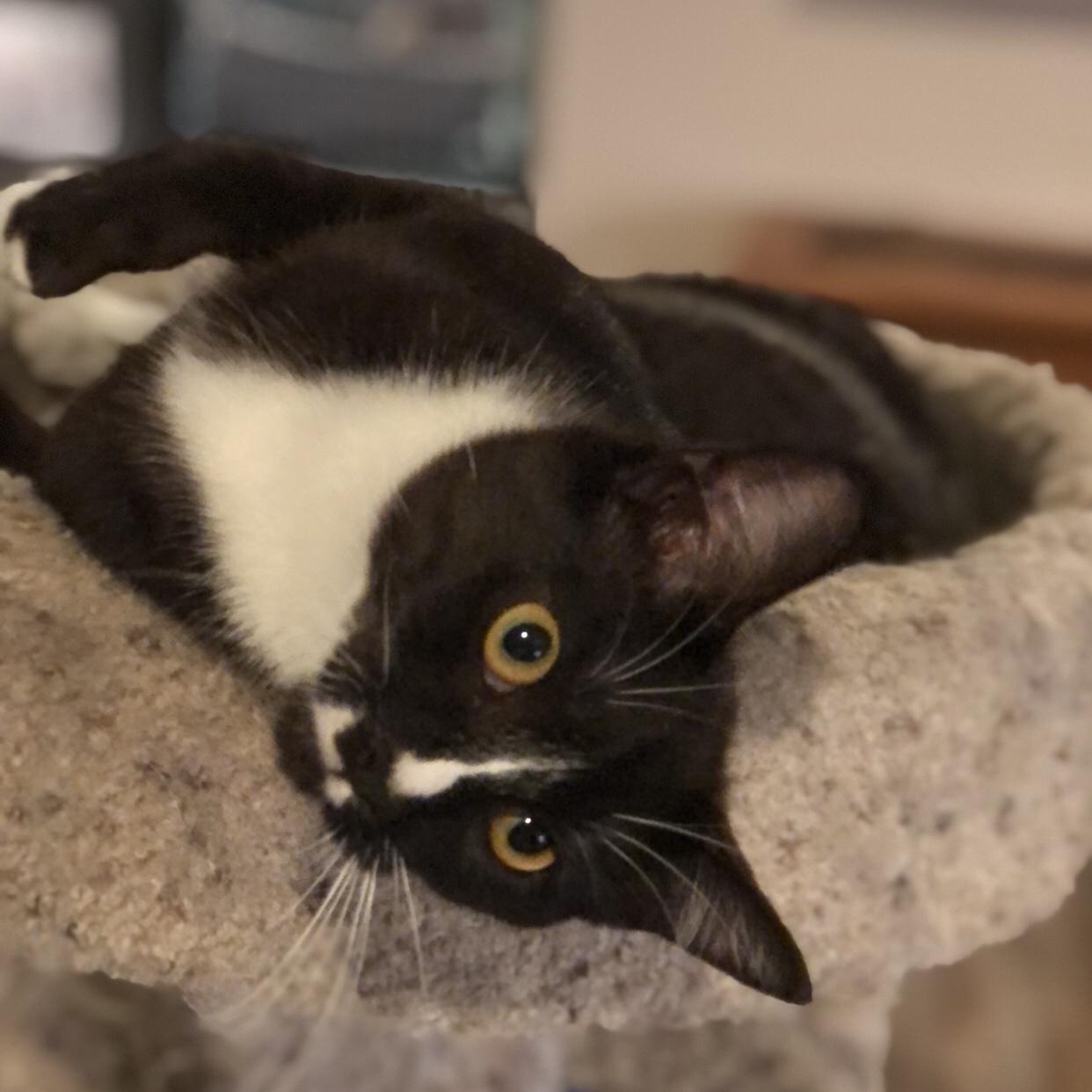 Enlarge Lucy, a Adoptable Domestic Short Hair in Puyallup, WA image 2/6