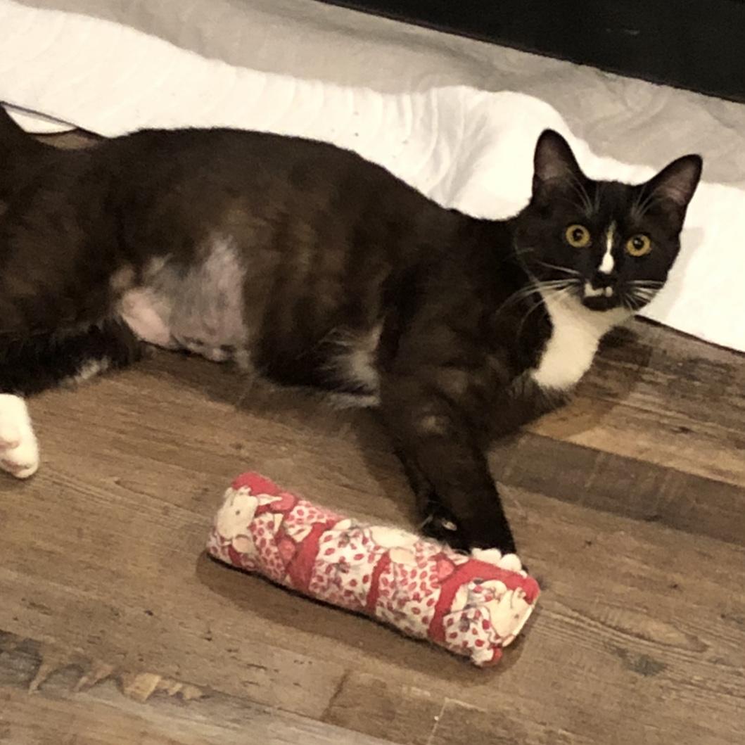 Enlarge Lucy, a Adoptable Domestic Short Hair in Puyallup, WA image 3/6
