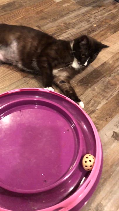 Enlarge Lucy, a Adoptable Domestic Short Hair in Puyallup, WA video 6/6